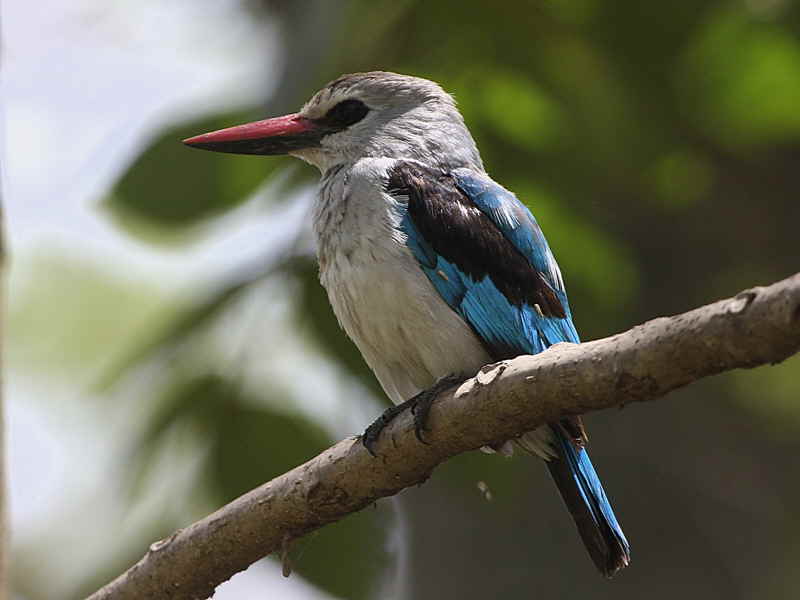 Woodland Kingfisher, Awassa