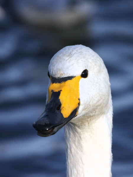 Whooper Swan, Hogganfield Loch, Clyde