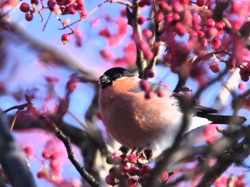 Bullfinch, Carron Valley, Clyde