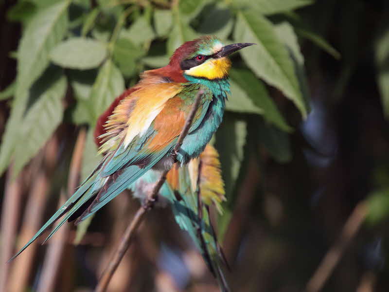 European Bee-eater, Dalyan, Turkey