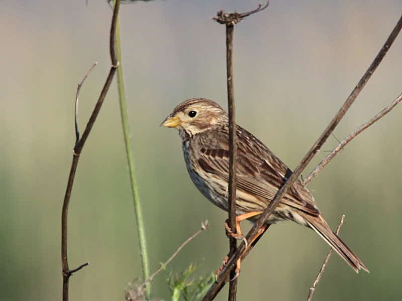 Corn Bunting, Dalyan, Turkey