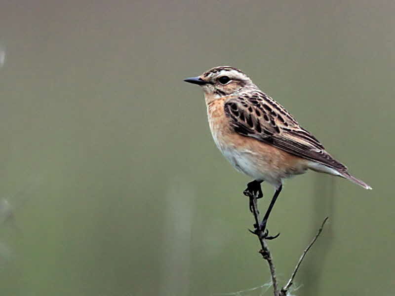 Whinchat (female), Bishop Loch-Glasgow, Clyde