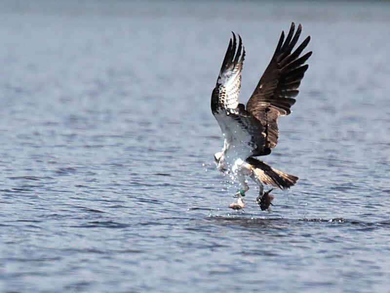 Osprey, Loch Lomond, Clyde