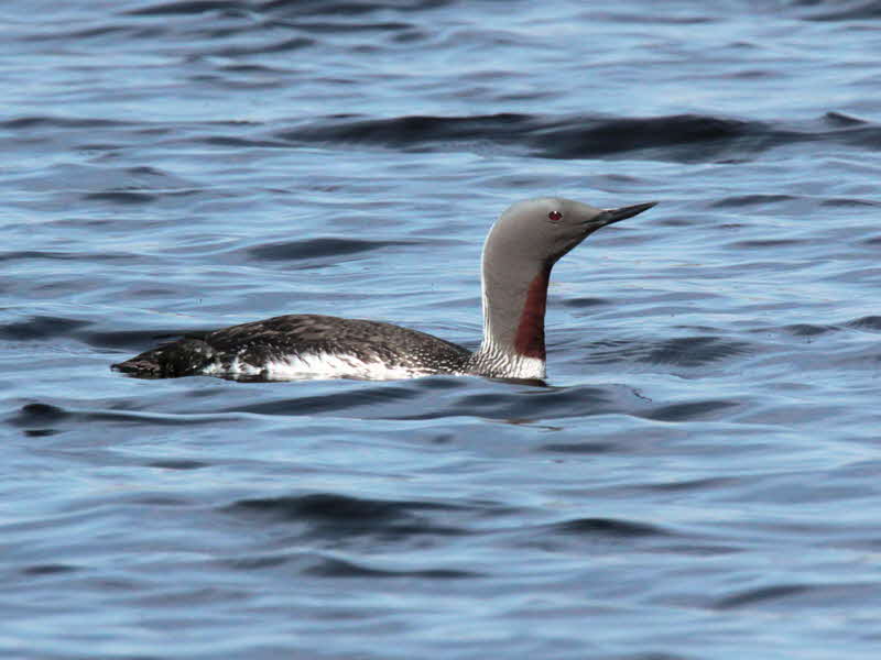 Red-throated Diver, Clyde