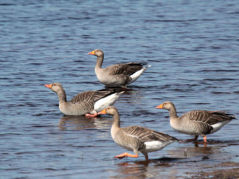 Greylag Goose, Burncrooks Reservoir, Clyde