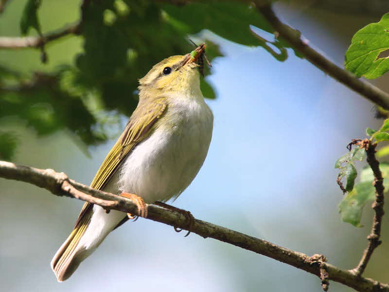 Wood Warbler, Sallochy Wood-Loch Lomond, Clyde