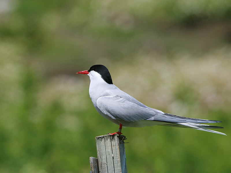Arctic Tern, Isle of May, Fife