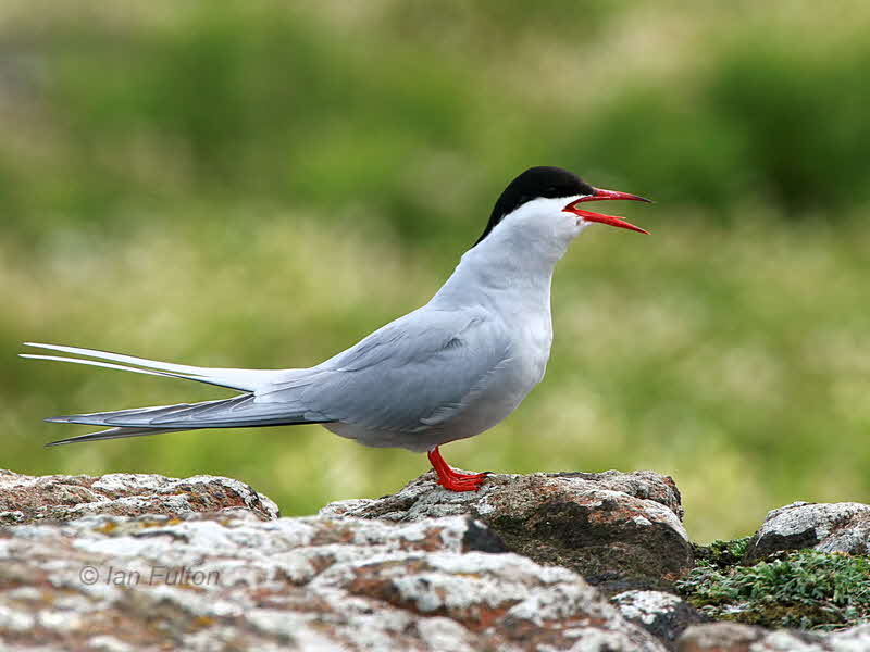 Arctic Tern, Isle of May, Fife