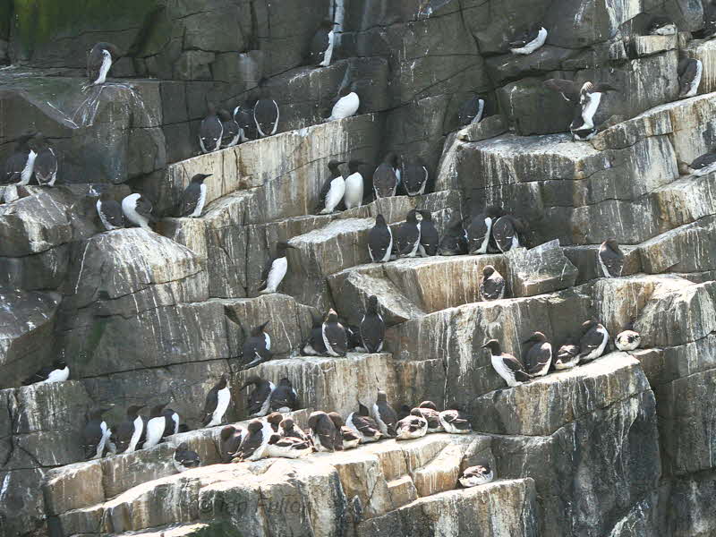 Guillemot, Isle of May, Fife