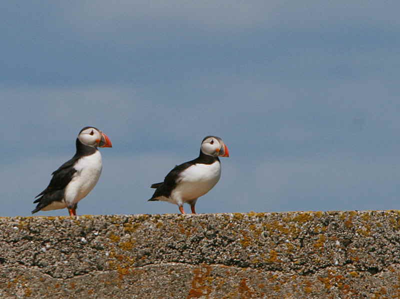 Puffin, Isle of May, Fife
