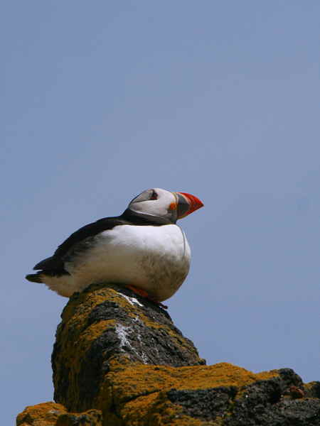 Puffin, Isle of May, Fife