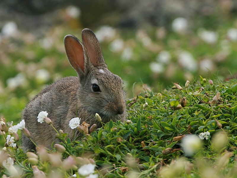Rabbit, Isle of May, Fife