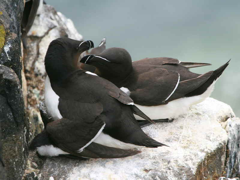 Razorbill, Isle of May, Fife