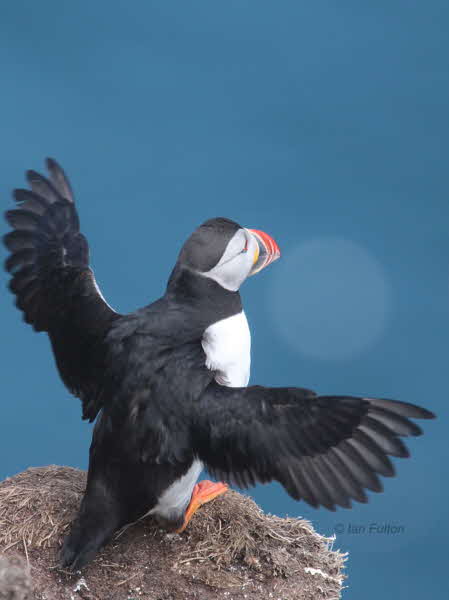 Puffin, Handa Island, Highland