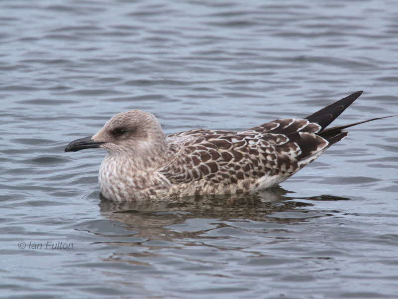 Herring Gull (juvenile), Hogganfield Loch, Glasgow