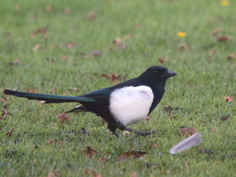 Magpie, Hogganfield Loch, Glasgow