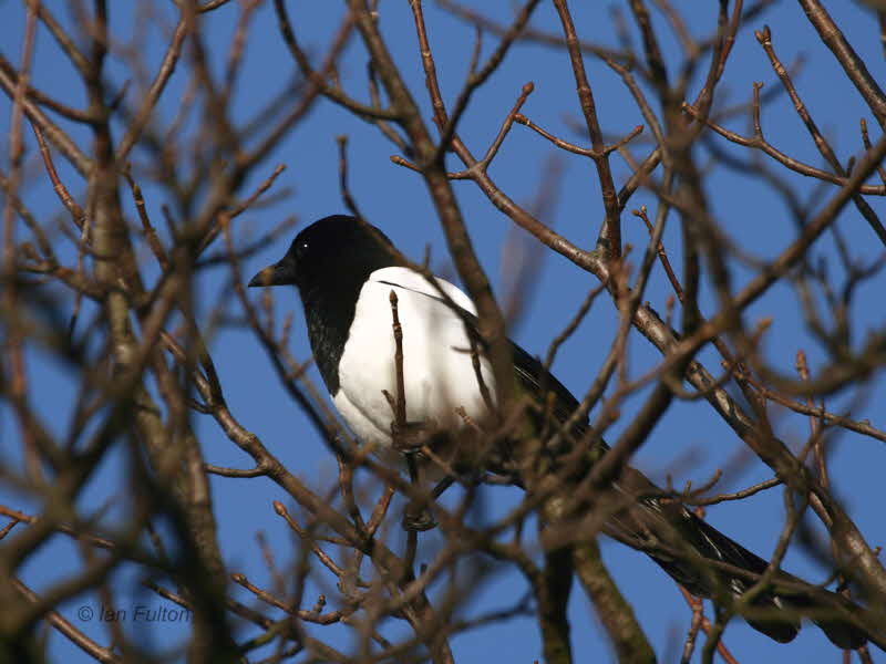 Magpie, Hogganfield Loch, Glasgow