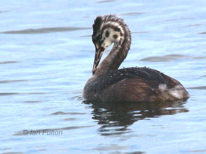 Great Crested Grebe(1st winter), Hogganfield Loch, Glasgow