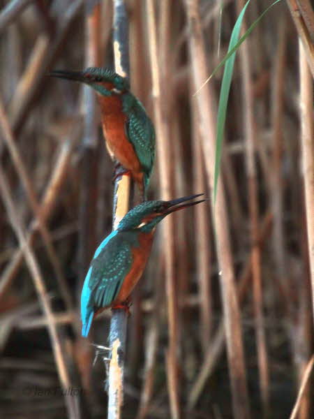 Common Kingfisher, Dalyan, Turkey