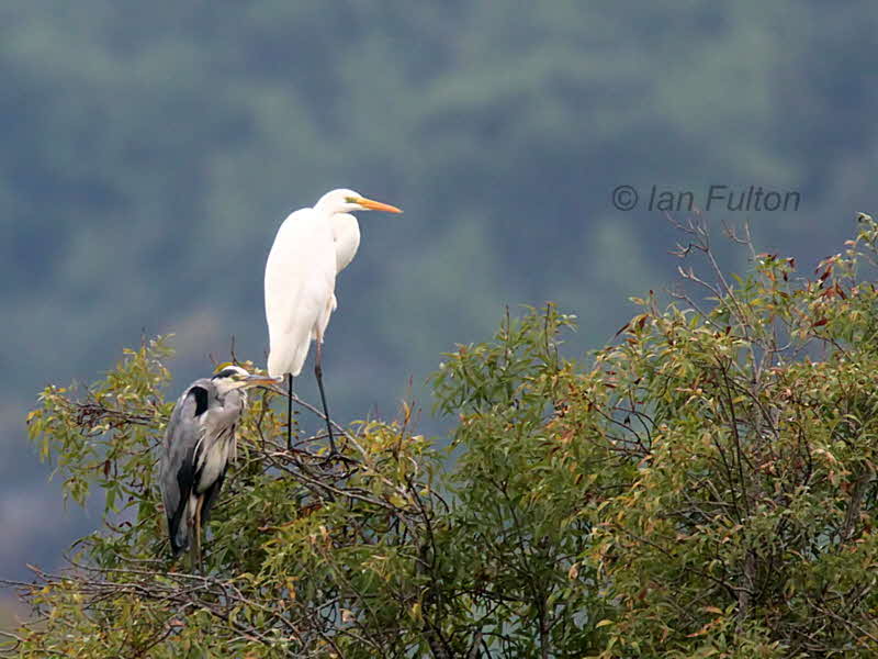 Great White Egret, Lake Koycegiz-Dalyan, Turkey