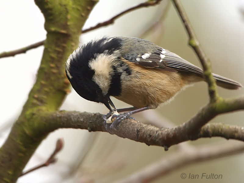 Coal Tit, Ken-Dee RSPB, Dumfries&Galloway