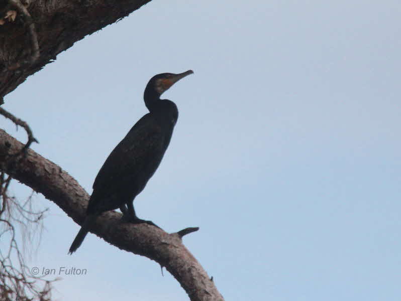 Great Cormorant, Dalyan River, Turkey