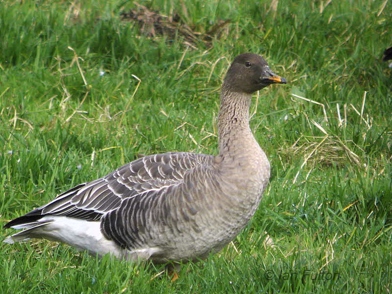 Taiga Bean Goose (1st winter), Fannyside Muir, Clyde