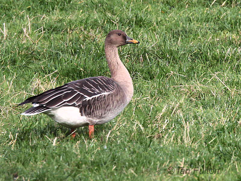 Taiga Bean Goose, Fannyside Muir, Clyde