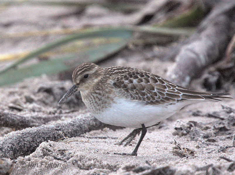 Bairds Sandpiper, White Sands, Lothian