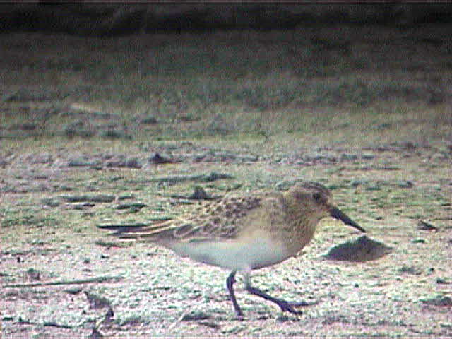 Bairds Sandpiper, Threipmuir Reservoir, Lothian