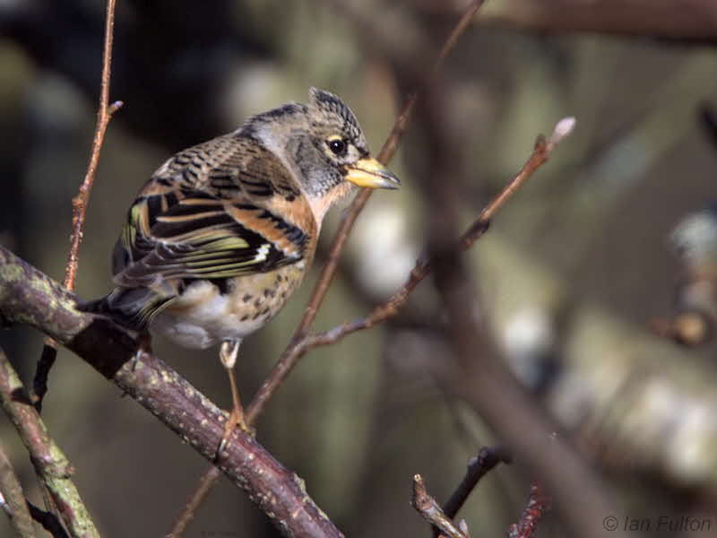 Brambling, Peaton Hill LNR-Coulport, Clyde