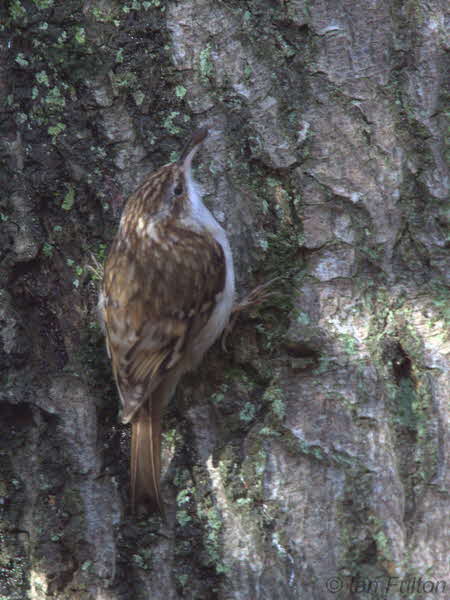 Treecreeper, Dalzell Woods, Clyde