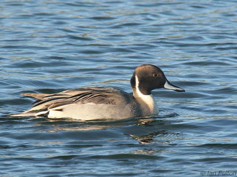 Pintail, Caerlaverock WWT, Dumfries