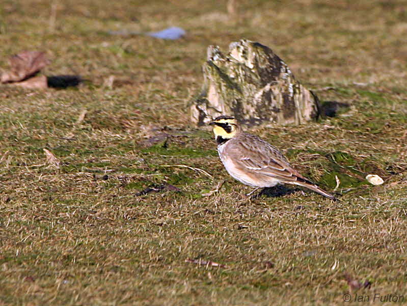 Shore Lark, John Muir CP-Dunbar, Lothian