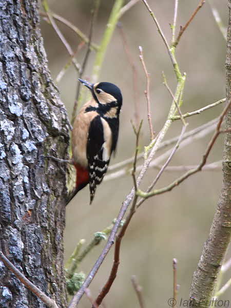 Great Spotted Woopecker, Montreathmont Forest, Angus