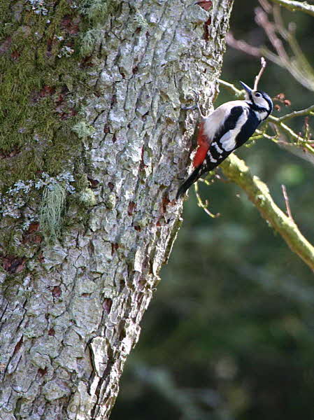 Great Spotted Woopecker, Montreathmont Forest, Angus