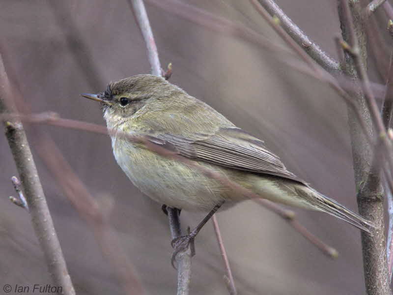 Chiffchaff, Sallochy-Loch Lomond, Clyde