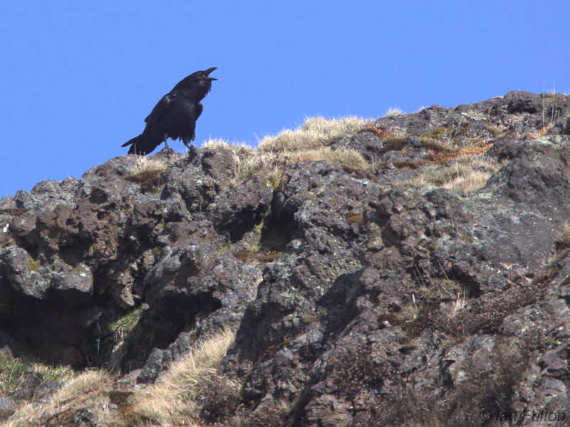 Raven, Lang Craigs-Dumbarton, Clyde