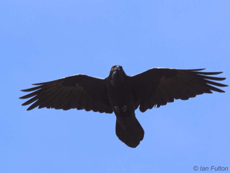 Raven, Lang Craigs-Dumbarton, Clyde