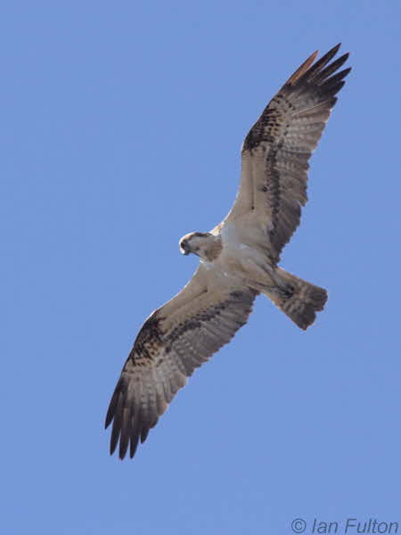 Osprey, Loch Lomond, Clyde