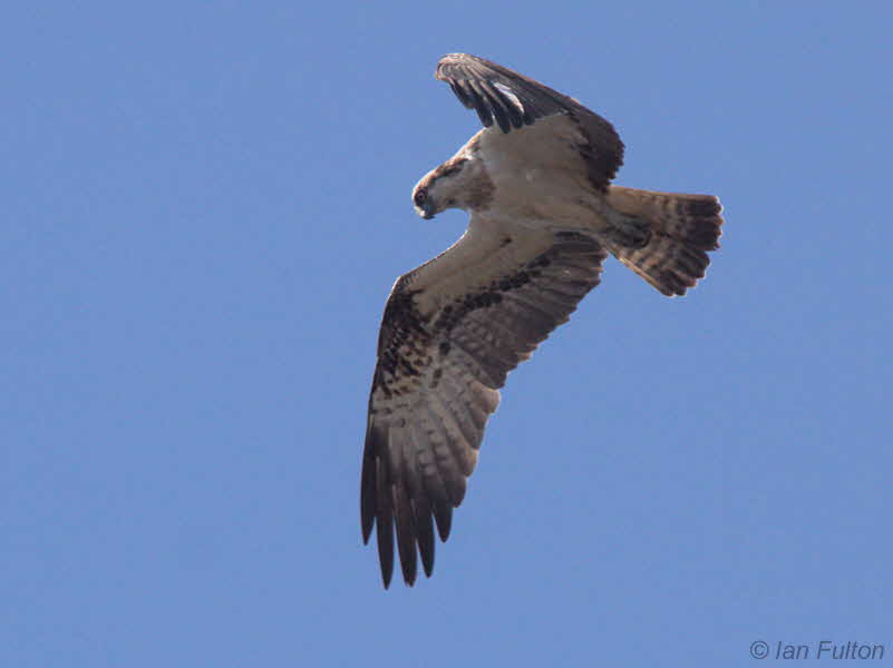 Osprey, Loch Lomond, Clyde