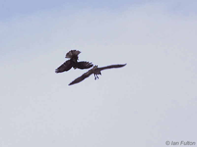 Osprey & Buzzard, Loch Lomond, Clyde