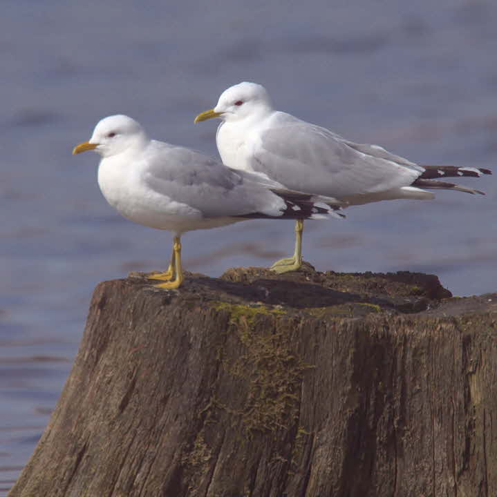 Common Gull, Sallochy Bay-Loch Lomond, Clyde