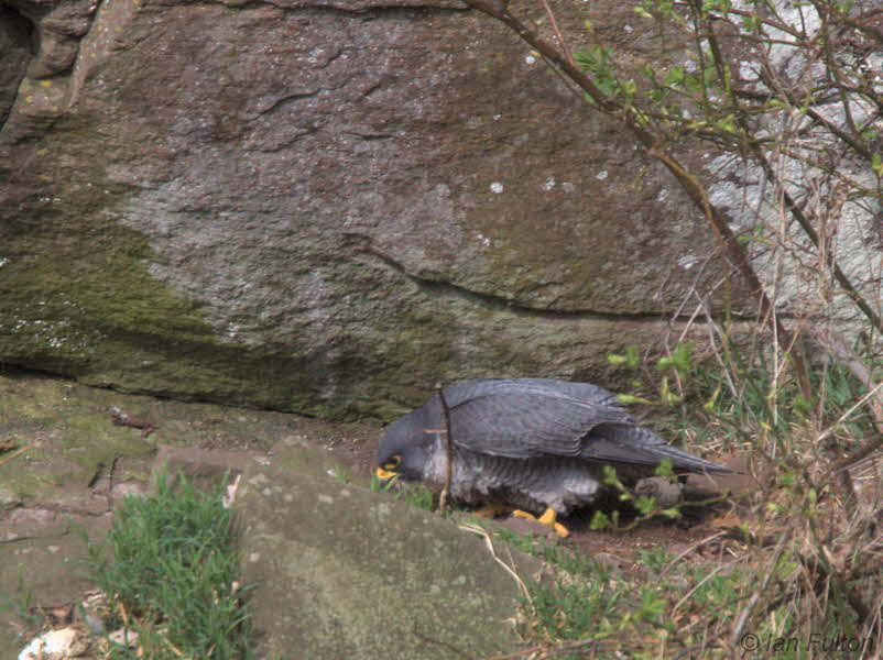 Peregrine(male), SWT Falls of Clyde Nature Reserve