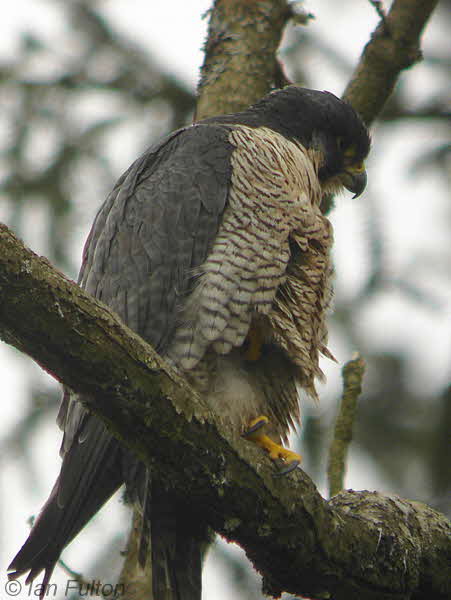Peregrine(female), SWT Falls of Clyde Nature Reserve