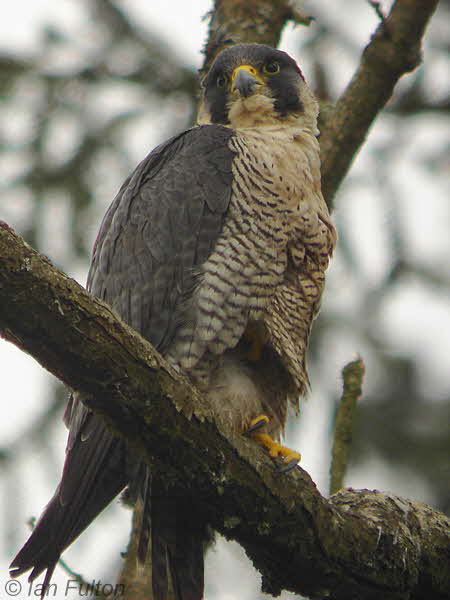 Peregrine(female), SWT Falls of Clyde Nature Reserve