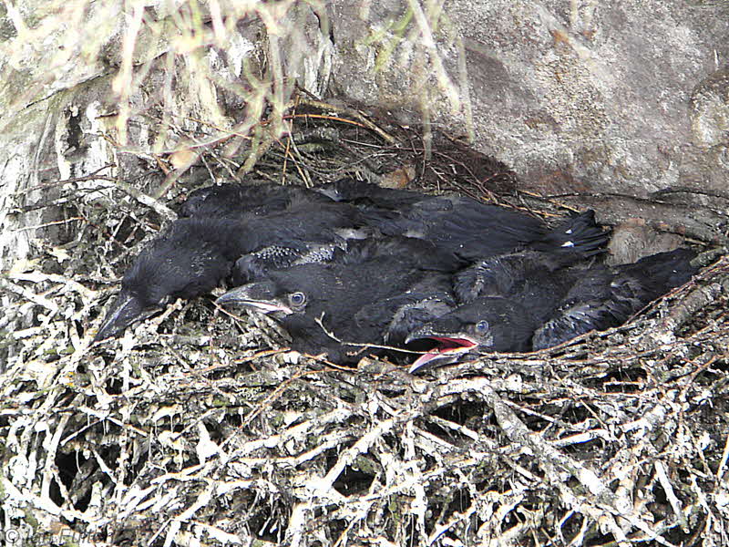 Ravens, SWT Falls of Clyde Nature Reserve