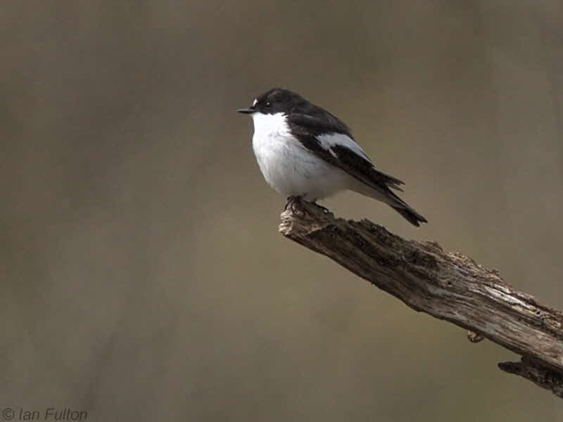 Pied Flycatcher, Ross Wood-Loch Lomond, Clyde
