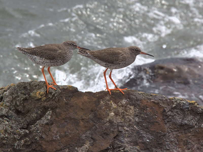 Redshank, Pittenweem, Fife