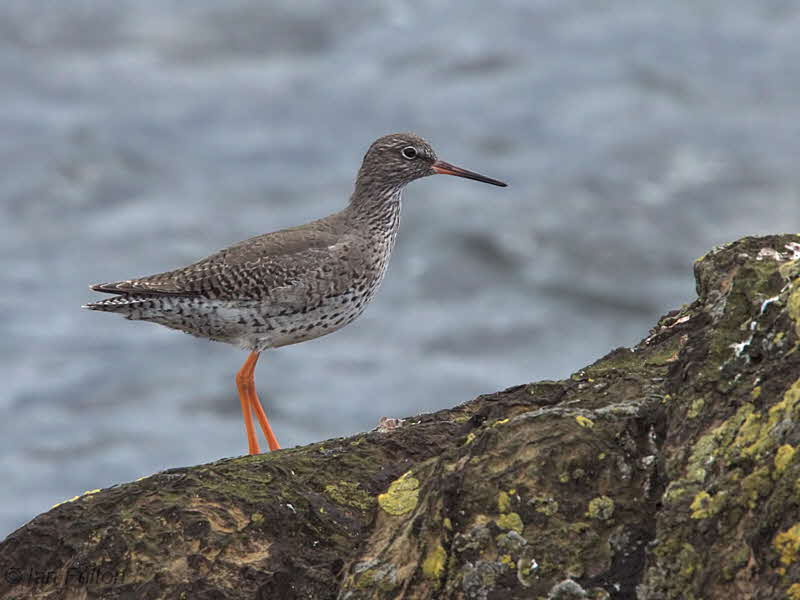 Redshank, Pittenweem, Fife